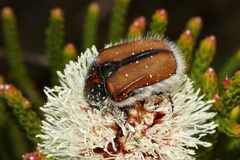 Trichostetha capensis hottentotta