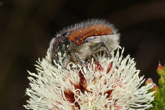 Trichostetha capensis hottentotta