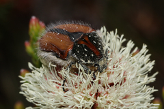Trichostetha capensis hottentotta