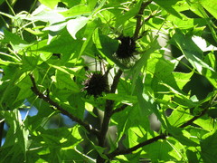 Liquidambar styraciflua