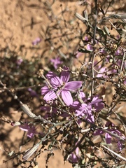 Stephanomeria tenuifolia