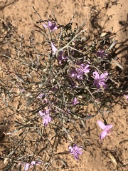 Stephanomeria tenuifolia