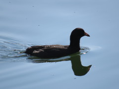 Fulica americana