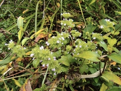 Clinopodium chinense