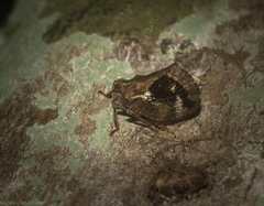 Cotylana angustifrons