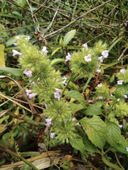 Clinopodium chinense
