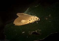 Asota iodamia
