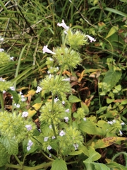 Clinopodium chinense