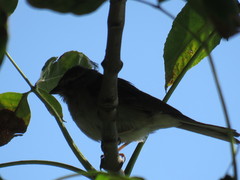 Spizella passerina
