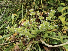 Clinopodium chinense