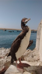 Leucocarbo bougainvillii