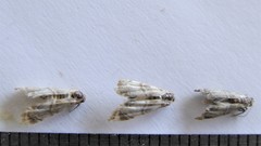 Eoparargyractis plevie