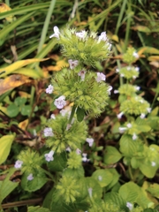 Clinopodium chinense