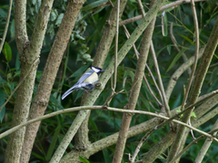 Parus major