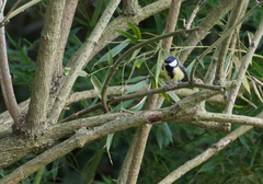 Parus major