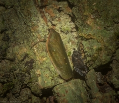 Anabunda murrayfletcheri