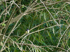Parus major