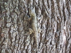 Sceloporus grammicus
