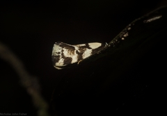 Coesyra hemiphragma