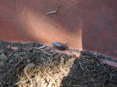 Porcellio laevis