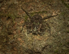 Stephanopis carcinoides