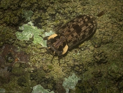 Leperina decorata