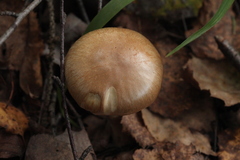 Cortinarius delibutus