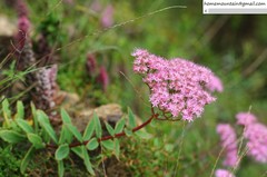 Hylotelephium spectabile