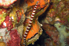 Broad-Banded Pipefish photo 1