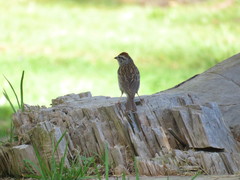 Spizella passerina