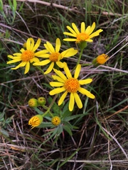 Senecio selloi