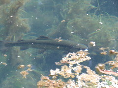 Oncorhynchus mykiss
