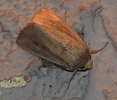 Leucania oaxacana