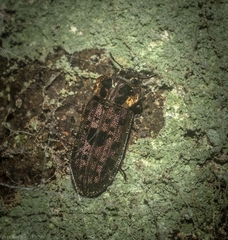 Leperina decorata