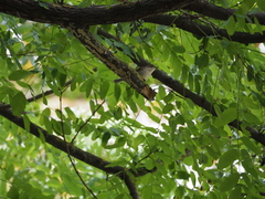 Ficedula hypoleuca