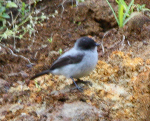 Serpophaga cinerea