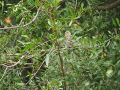 Serinus serinus