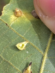 Caryomyia inclinata