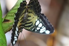 Parthenos sylvia