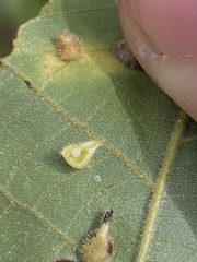 Caryomyia inclinata