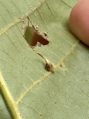 Caryomyia inclinata
