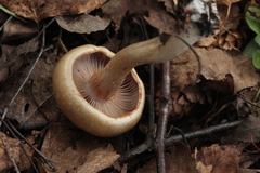 Cortinarius delibutus