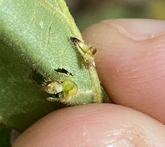 Caryomyia inclinata