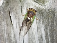 Neotibicen tibicen tibicen