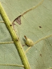 Caryomyia inclinata