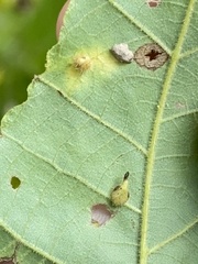 Caryomyia inclinata