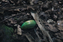 Chrysina costata