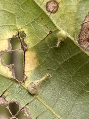 Caryomyia inclinata