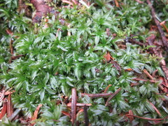 Atrichum crispum