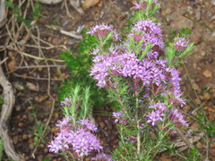 Agathosma corymbosa